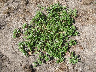 Portulaca oleracea