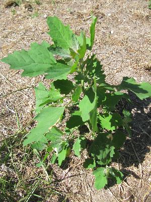 Chenopodium album
