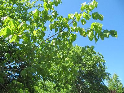 Acer negundo