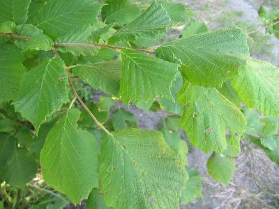 Corylus avellana