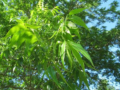 Carya illinoinensis