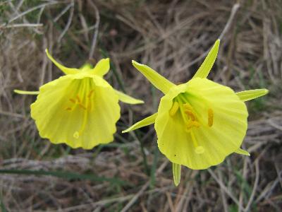 Narcissus bulbocodium
