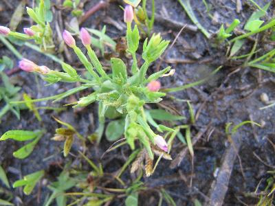 Centaurium pulchellum