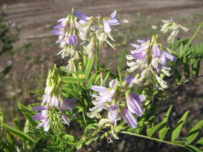 Galega officinalis