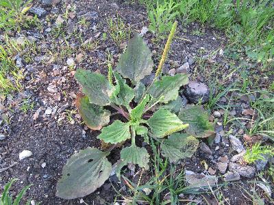 Plantago major