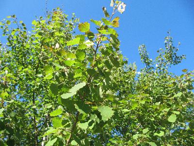 Populus tremula