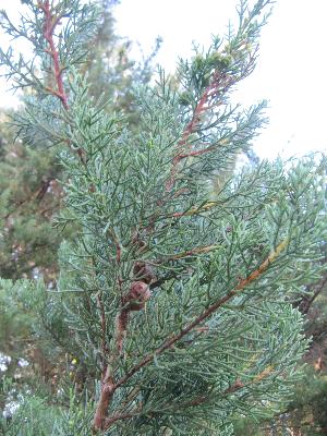 Cupressus arizonica