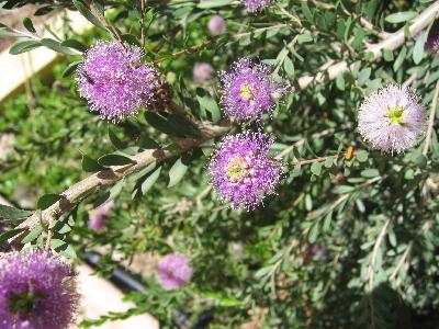 Melaleuca nesophila