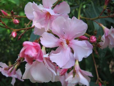Nerium oleander