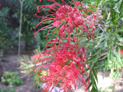 Grevillea 'Robyn Gordon'