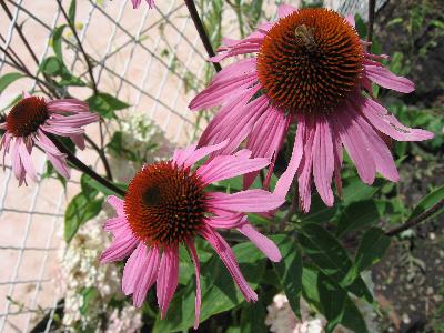 Echinacea purpurea