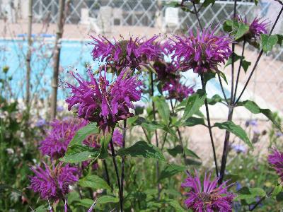 Monarda didyma