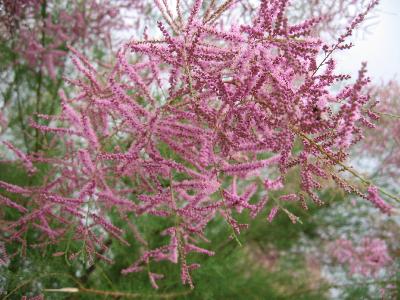 Tamarix gallica