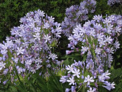 Agapanthus