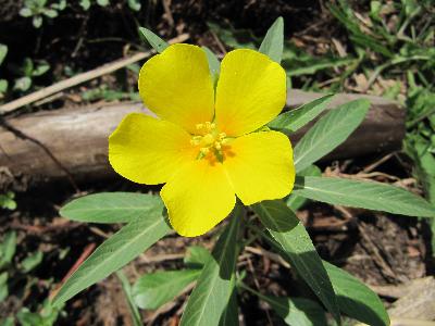 Ludwigia grandiflora