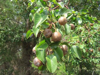 Pyrus cordata