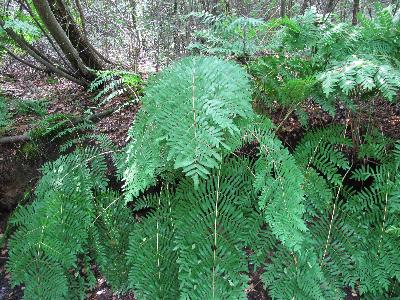 Osmunda regalis
