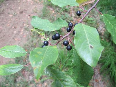 Frangula alnus