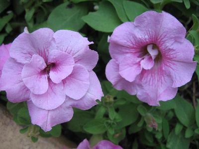 Petunia