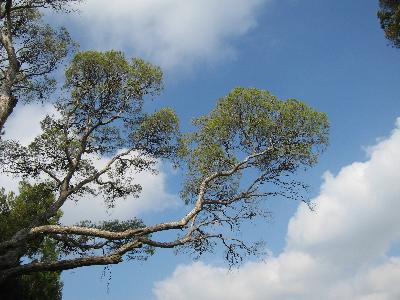 Pinus halepensis