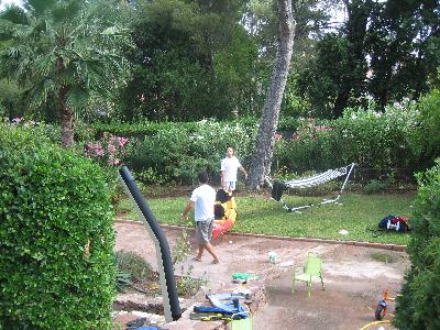 Washingtonia robusta