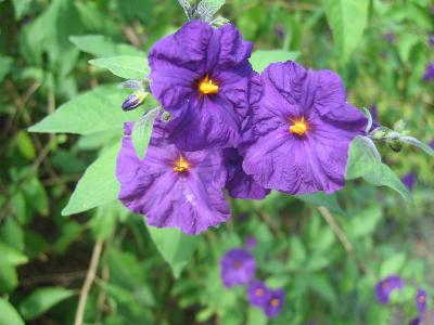 Solanum rantonetti ,Lycianthes rantonnetii