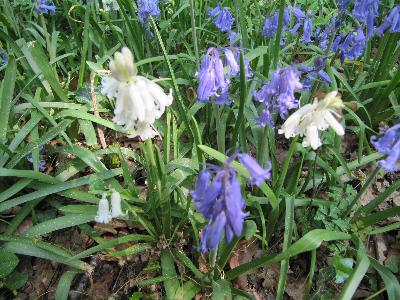 Hyacinthoides  non scripta