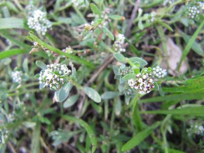 Corrigiola littoralis