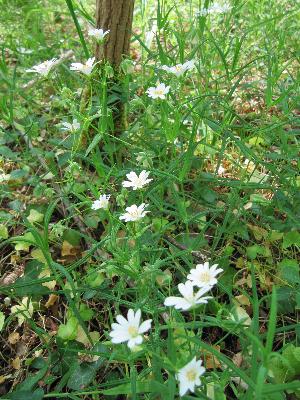 Stellaria holostea