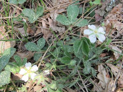 Potentilla  montana