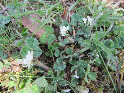 Trifolium subterraneum