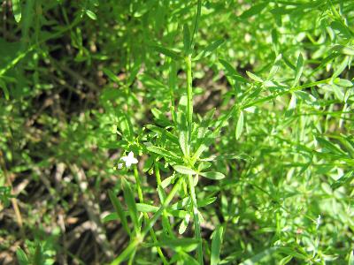 Galium palustre