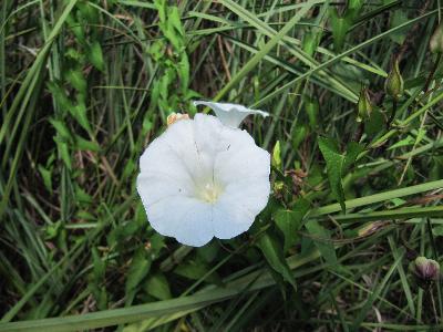 Calystegia sepium