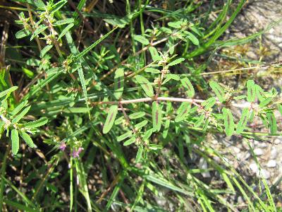 Euphorbia maculata