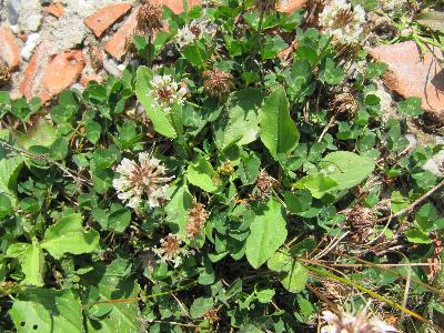 Trifolium repens