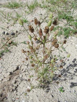 Plantago  arenaria / scabra