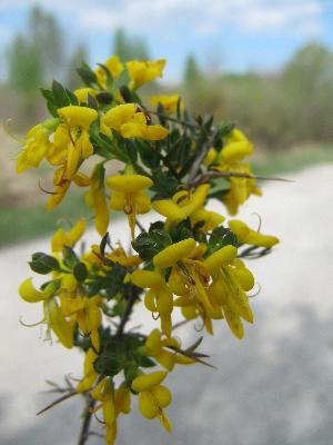 Genista anglica