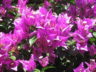 Bougainvillea spectabilis