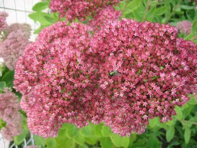 Sedum spectabile