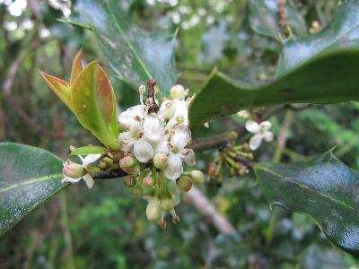 Ilex aquifolium