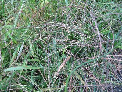 Digitaria sanguinalis