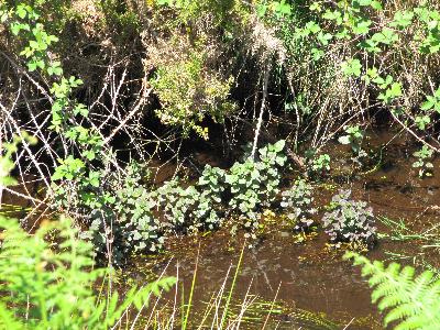 Mentha aquatica