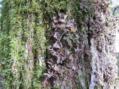 Sticta sylvatica