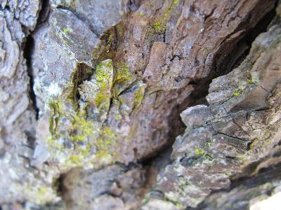 Chrysothrix candelaris