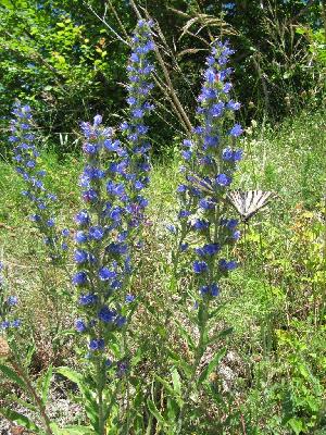 Echium vulgare
