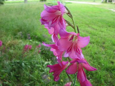 Gladiolus italicus