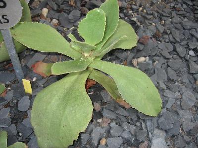 Kalanchoe  synsepala