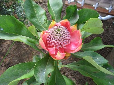 Telopea   speciosissima x oreades
