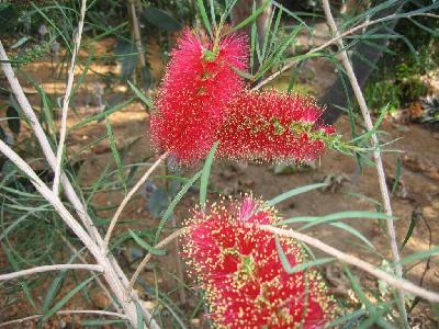 Callistemon phoeniceus