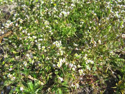 Erophila verna